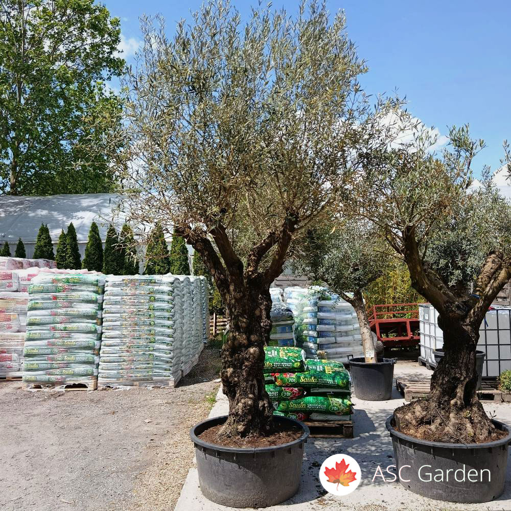 Olea europaea - maslina 260-360 cm - Slika 3