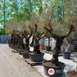 Olea europaea - maslina 260-360 cm