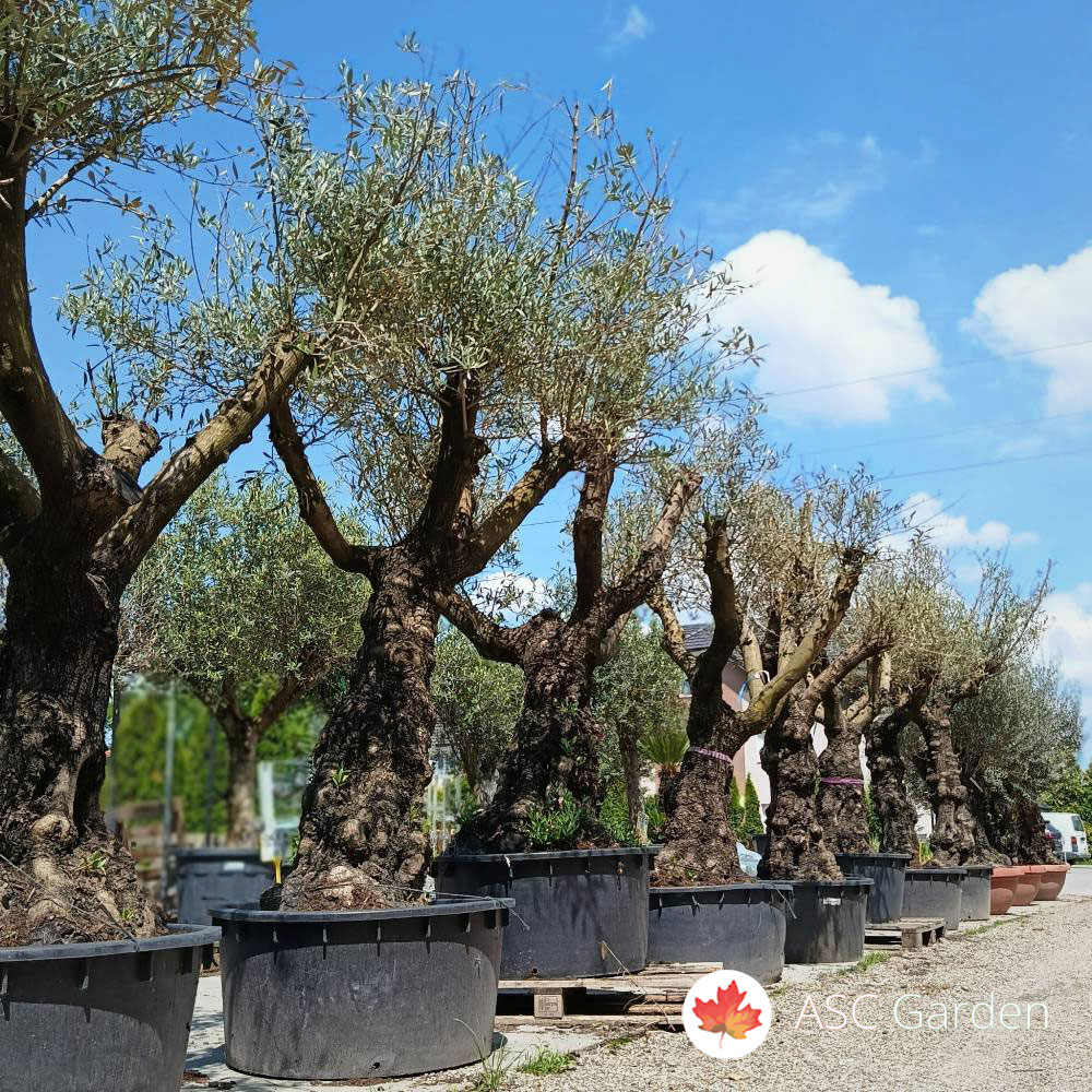 Olea europaea - maslina 260-360 cm - Slika 5