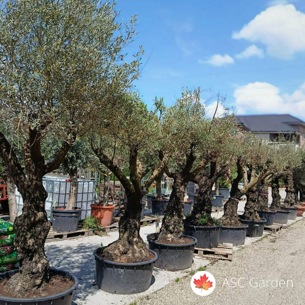 Olea europaea - maslina 260-360 cm - Slika 6