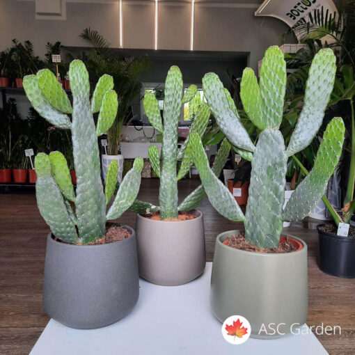 Opuntia 55 cm