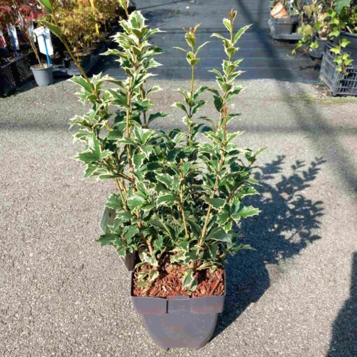 Osmanthus heterophyllus 'Variegatus' 50 cm