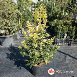 Osmanthus heterophyllus tricolor 80-90 cm