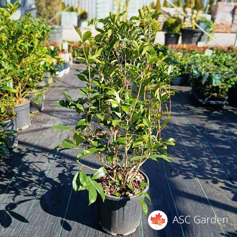 Osmanthus fragrans 70 cm - Slika 3