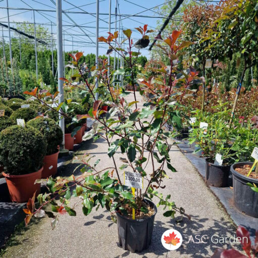 Photinia fraseri ‘Magical Volcano’ 80–100 cm C8