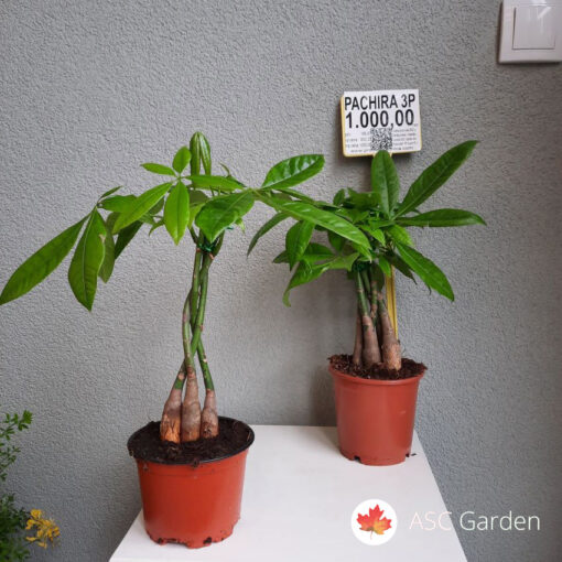 Pachira aquatica 100 cm