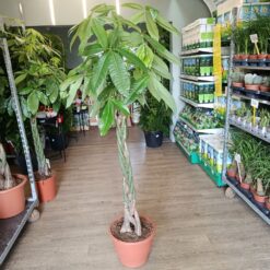 Pachira aquatica 180 cm