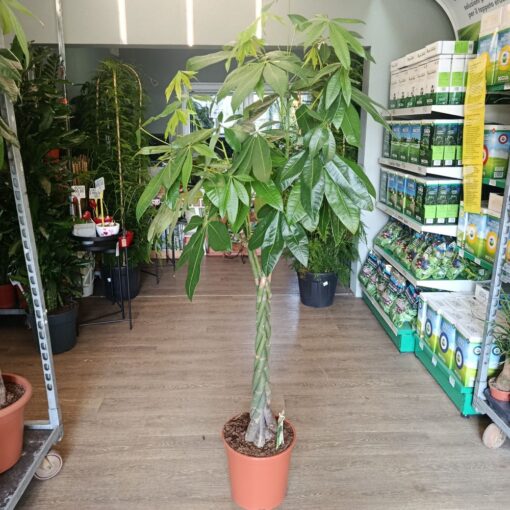 Pachira aquatica 170 cm