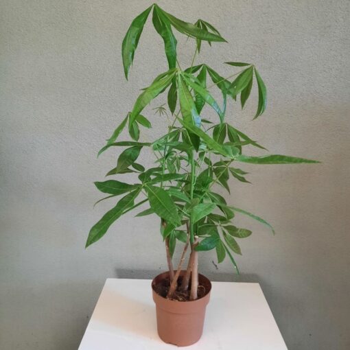 Pachira aquatica 90 cm