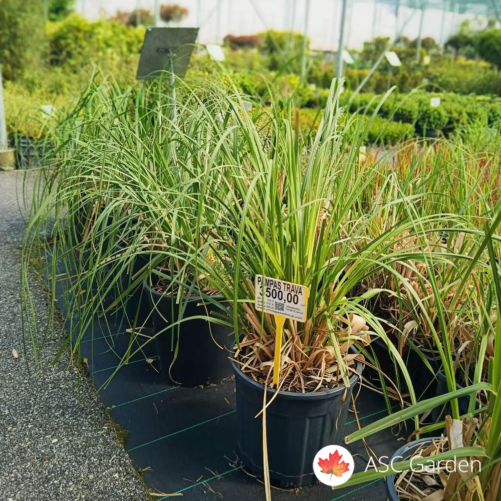 Pampas Trava (Cortaderia selloana) u saksiji C10 - Slika 2