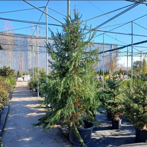 Picea omorica 3 - 4 m Pančićeva omorika