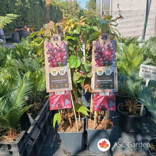 Parthenocissus tricuspidata ‘Veitchii’ – 75 cm fi 17 cm