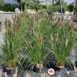 Pennisetum alopecuroides Moudry110 cm