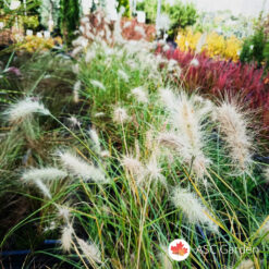 Pennisetum 50-60 cm