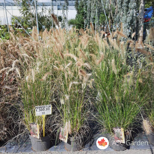 Pennisetum ‘Hameln’ 75 cm