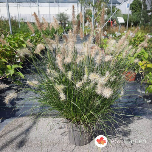 Pennisetum 'Little Bunny' 50-60 cm