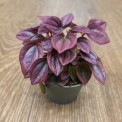 Peperomia 'Cayenne' – Sobna Biljka 12 cm