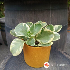 Peperomia obtusifolia 18 cm