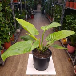 Philodendron Imperial Green  55 cm