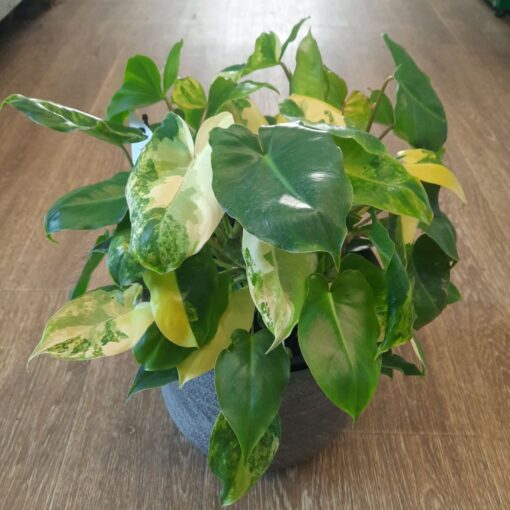 Philodendron burle marx