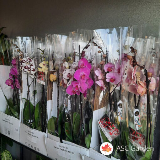 Orhideja Phalaenopsis