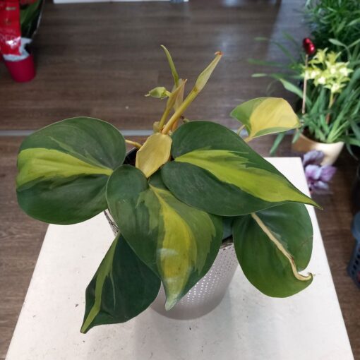 Philodendron scandens Brasil 25 cm