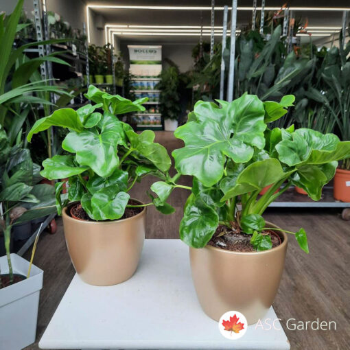 Philodendron 'Atom' 25 cm