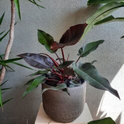Philodendron Lisa 80-90 cm