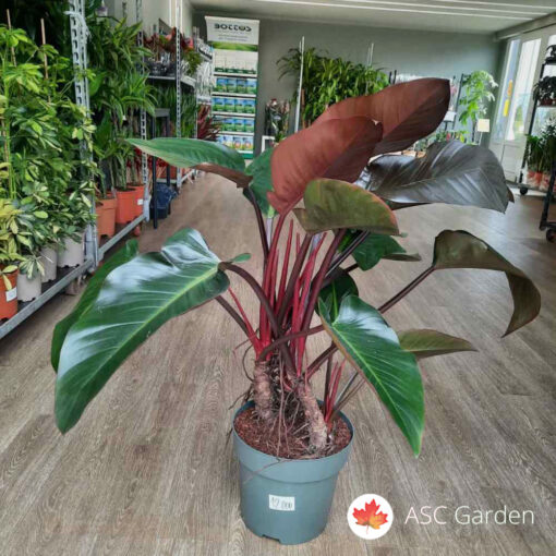 Philodendron 'Red Beauty' 110 cm