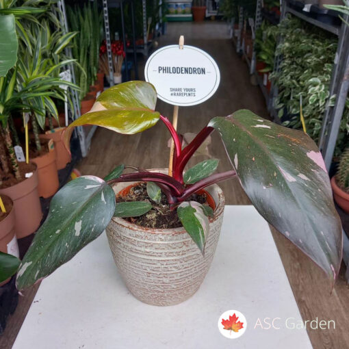Philodendron Burgundy princess 40 cm