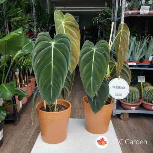 Philodendron melanochrysum
