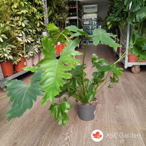 Philodendron 'Xanadu'