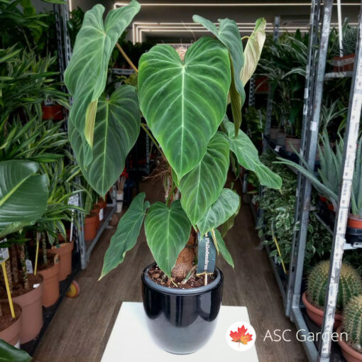 Philodendron Splendid 70 cm