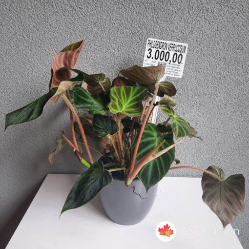 Philodendron Verucosum 40 cm