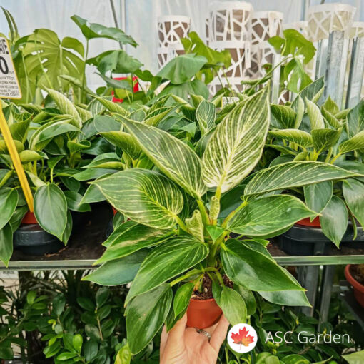 Philodendron white wave 25 cm