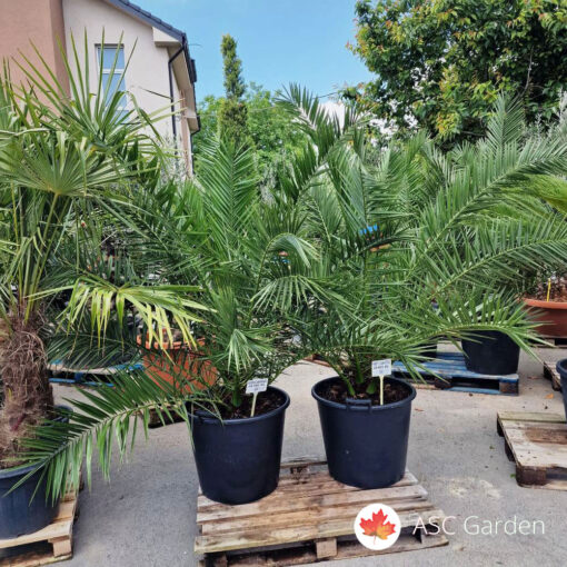 Phoenix canariensis 2 met