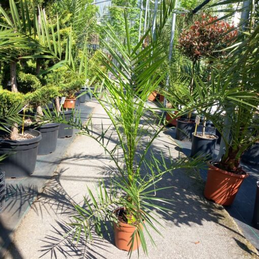 Phoenix canariensis - Feniks palma 80 - 90 cm