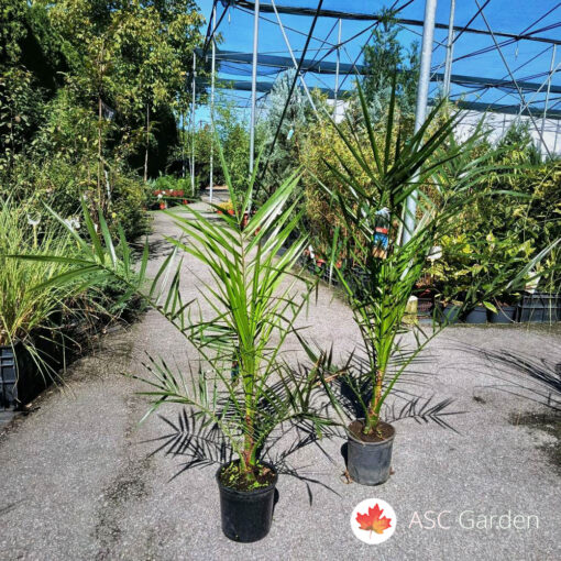 Phoenix canariensis 100 cm
