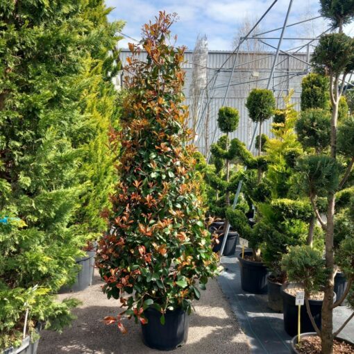 Photinia serrulata Red Robin 200/250 cm
