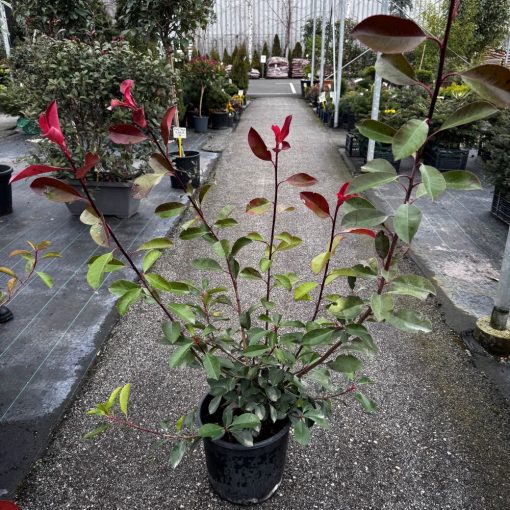 Photinia x fraseri 'Red Robin' žbunasta fotinija 100 cm