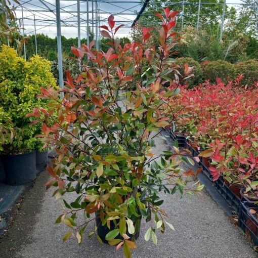 Photinia x fraseri Carre rouge 100 cm