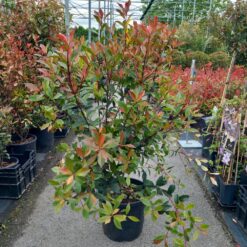 Photinia x fraseri Carre rouge 90 - 125 cm
