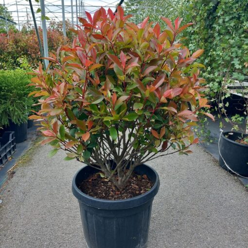 Photinia x fraseri Carre rouge 70 cm - lopta