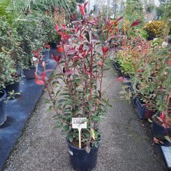 Photinia Carre Rouge 100 - 130 cm