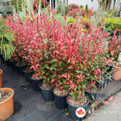 Photinia Carre Rouge 60-90 cm