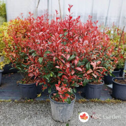 Photinia Carre Rouge 70-80 cm