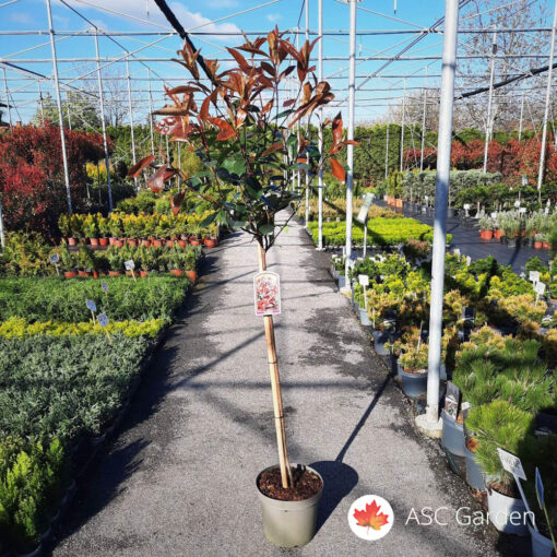 Photinia x fraseri ‘Red Robin’ – fotinija na štapu 170 cm
