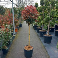Photinia x fraseri 'Carré Rouge' 125–150 cm na štapu C10