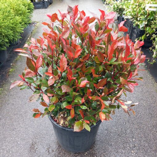 Photinia x fraseri Carre rouge 50 - 60 cm – lopta