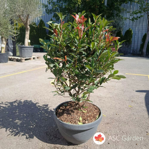 Photinia x fraseri Carre' rouge 80-90 cm